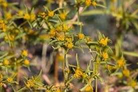 Image result for Flaveria trinervia