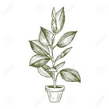 Set of decorative indoor and office plants in pot.; Illustration Of Houseplants Indoor And Office Plants In Pot Isolated On White Background Vector Linear Sketch House Plant Ficus Illustration Royalty Free Cliparts Vectors And Stock Illustration Image 99982610