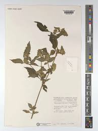 Image result for Phaulopsis imbricata