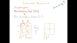 A dihybrid cross between two green parakeets (bbcc x bbcc). Biology As If It Mattered Chapter 11 Mendelian Genetics