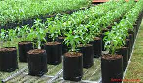 Ukuran polybag tersedia dalam berbagai macam tipe ukuran. Cara Menanam Cabe Di Polybag Posts Facebook