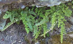 Image result for Cheilanthes
