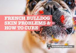 A compact dog of reduced proportions, the breed optical disorders and cherry eye are particularly common with the french bulldog, as are skin infections and he barks a lot and took 10 months to house train. French Bulldog Skin Problems Issues Allergies Bumps How To Cure