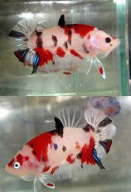 Fwbettashmp1421156670 Red Koi 4 Koi Betta Siamese Fighting Fish Betta