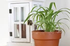 They prefer to live outdoors. The 10 Best Low Light Houseplants New England Today