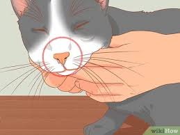 If a fungal infection is causing the sneezing, antifungal medication can relieve the symptoms and remove the fungi every once in a while we hear a sneeze or a cough. How To Treat A Cat With A Stuffy Nose 10 Steps With Pictures