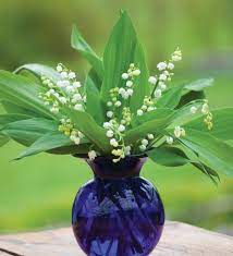 Convallaria Majalis Lily Of The Valley Beautiful Flowers Pretty Flowers Lily Of The Valley