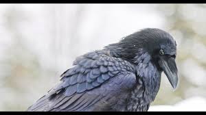 Spider: large fangs! Shiny carapace almost like a tarantula. About the  width of a poker chip with its legs stretched out. (Hay River)