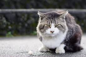 How can i tell if my dog or cat has a brain tumour? Brain Tumors Lap Of Love