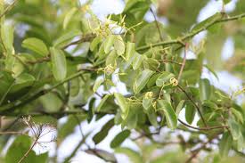 Image result for Cryptolepis oblongifolia