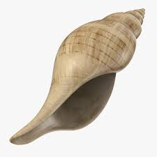 Tulip Shell 3d Model Ad Tulip Shell Model Graphic Design Portfolio Print Simple Business Cards 3d Model