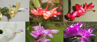 Below, we'll tell you how to tell them apart so you can enjoy holiday cheer at the. Christmas Cactus Thanksgiving Cactus Schlumbergera Buckleyi Guide Our House Plants