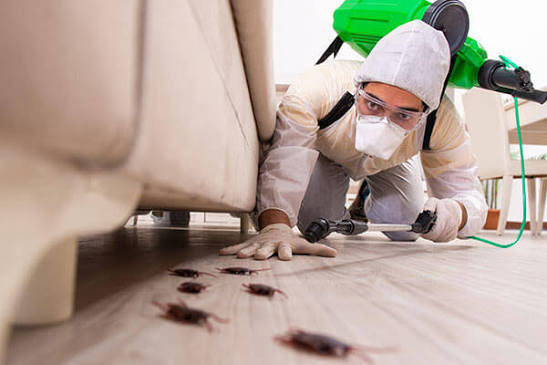 Cockroach control service