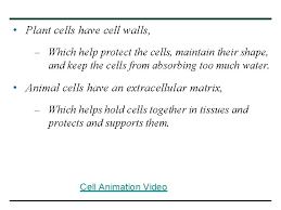 Plant cells are surrounded by a cell wall, which gives them some rigidity and helps them maintain their shape. Food For Thought Figure 4 3 Microscopes As