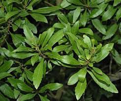 We did not find results for: Gc6zr7v Southern Wax Myrtle Traditional Cache In Florida United States Created By K E T
