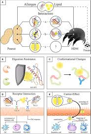 However, antihistamines can't treat a severe allergic reaction. Frontiers Lipophilic Allergens Different Modes Of Allergen Lipid Interaction And Their Impact On Asthma And Allergy Immunology