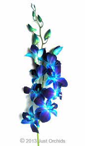 We did not find results for: Bulk Fresh Flowers Dyed Blue Bom Dendrobium Orchids Wholesale Pack Of 70 Stems Blue Orchid Flower Blue Dendrobium Orchids Blue And Purple Orchids