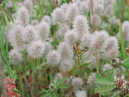 Image result for Trifolium pseudostriatum