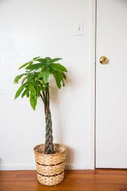 Plants make wonderful gifts for every occasion. Money Tree Care How To Grow A Lucky Money Tree Plant