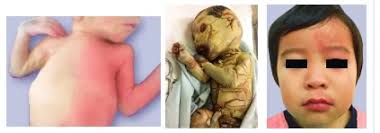 Image result for Harlequin Color Change