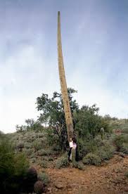 The saguaro (/səˈwɑːroʊ/, spanish pronunciation: Untitled 1