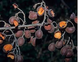 Image result for Berchemia discolor