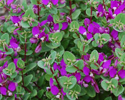 Image result for Polygala stenopetala