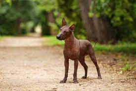 Maybe you would like to learn more about one of these? Xoloitzcuintli The Mexican Hairless Dog Small Dog Place