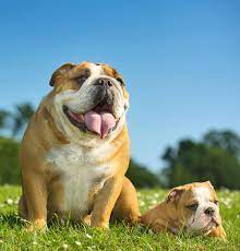 This dog breed needs around one. English Bulldog Lifespan How Long Do English Bulldogs Live