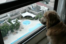 As those with pets will know, it can be hard to get your fluffy family member approved, for more than one reason. Is A Golden Retriever Good For Apartment Living Golden Retriever Love