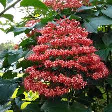 Image result for Clerodendrum poggei