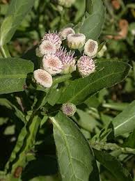 Image result for Pluchea