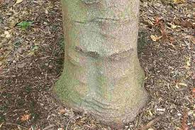 Image result for Aleurites