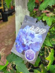 Image result for Hibiscus syriacus Violet Clair Double