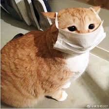 Hình ảnh chú mèo đeo khẩu trang phòng virus corona gây sốt