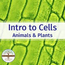 Check spelling or type a new query. Introduction To Plant And Animal Cells Worksheets Teaching Resources Tpt