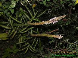 Image result for Uraria picta