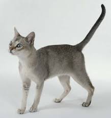 The singapura cat weighs between 4 this cat loves to play. Singapura Vs Calico Breed Comparison Mycatbreeds