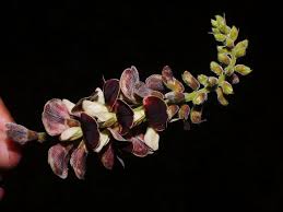 Image result for Rhynchosia mannii