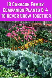 Fera pest and disease factsheets. 18 Cabbage Family Companion Plants 4 To Never Grow Together Companion Planting Cabbage Plant Planting Herbs