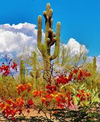 Giant Bird Of Paradise Arizona The Paniolo Guest Ranch Tucson Desert Saguaro Cactus Arizona Landscape Desert Flowers Sonoran Desert