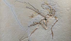 Good hunters can use this as a time for taming, or an identification to show that it is not a microraptor. Archaeopteryx 11 Prehistoric Bird Wings In To Senckenberg Senckenberg Museum Frankfurt