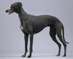 Spanish Greyhound Dog 3d Model Fur Black In 2020 Grey Hound Dog Greyhound 3d Model