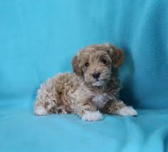 Designer And Mix Puppies Morkies Maltipoos Red Maltipoos Yorkshire Terrier Shih Tzu Havanese Toy And Teacup Poodles French Yorkie Poo Cockapoo Shih Poo