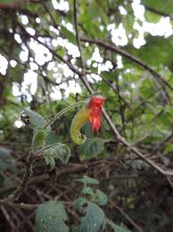 Image result for Impatiens gesneroidea