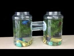 Como Fazer Um Aquario Para Peixes Betta Aquario De Torre Dupla Youtube In 2020 Betta Betta Fish Tank Aquarium
