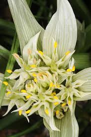 Image result for Nidorella spartioides