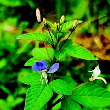 Image result for Cleome rutidosperma