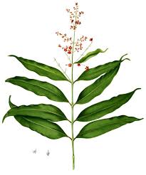 Image result for Clusiaceae