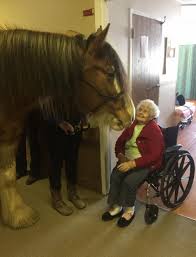 While still massive in portions, the clydesdale is slightly smaller than their draught cousins. Charming Clydesdale Horse Roams Halls At Nursing Home Cheering Residents
